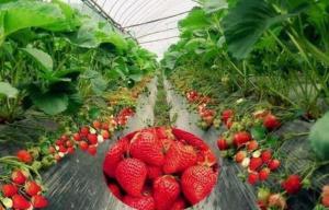 China Silver Black Agriculture Film Plastic Strawberry Blueberry PE Protective wholesale