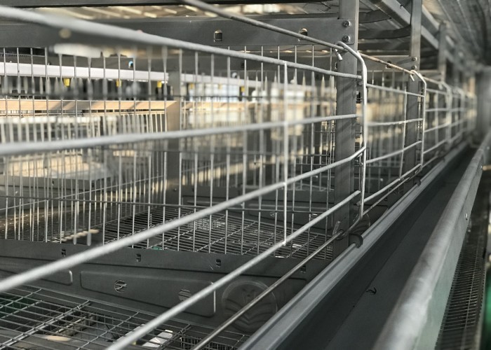 Poultry House Automatic Poultry Feeder System for chicken house