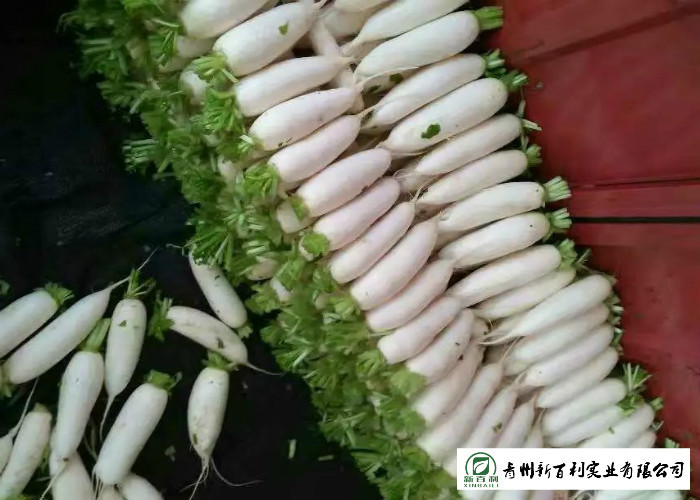 Fresh Long White Asian Radish 1kg / Per No Putrefaction For Supermarket