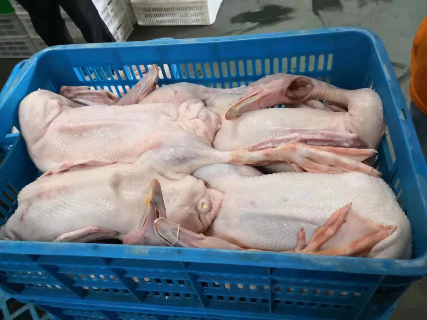 Automatic Poultry Farm Machinery Duck Turkey Chicken Slaughter Bleeding Equipment