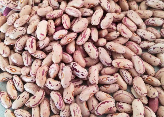 Light Speckled Kidney Beans Instant Pot Cooking