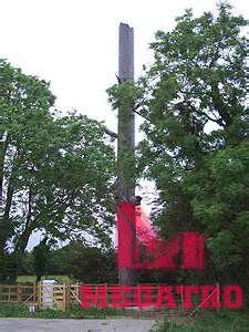 China Dead Elm tree towe wholesale