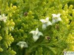 herbal medicine Bosboswellia serrata extract-wellic acid 65% -Boswellia carterii