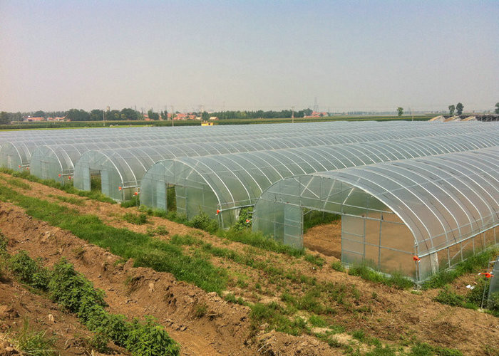 8m 9m 10m Plastic Polytunnel Greenhouse Agriculture Growing Vegetable Flower Fruit