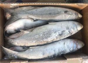 China Mugil Cephalus Cephalus Gutted 1000g 1500g Frozen Grey Mullet wholesale
