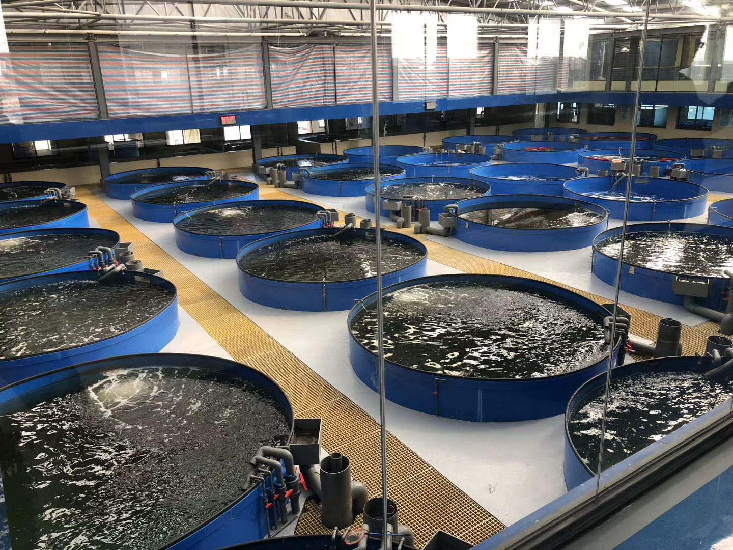 Membrane Separation Technology for Indoor Fish Farm in Recirculating Aquaculture System