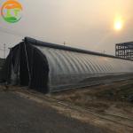 Mushroom Growing Farm Greenhouse Design featuring PE Film Cover Material