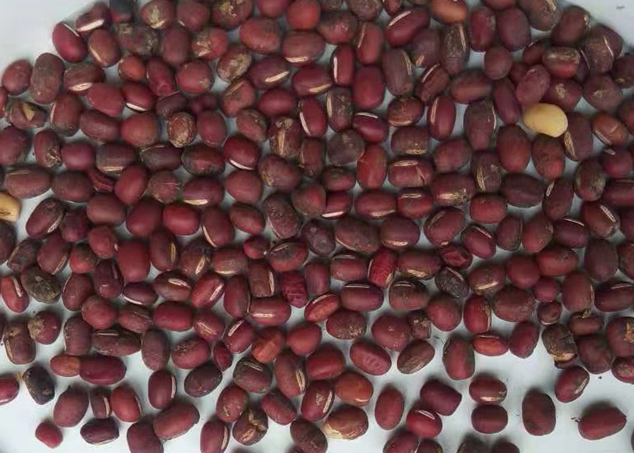 8.0 - 15.0T/H Capacity Bean Sorting Machine White Color HD Recognition