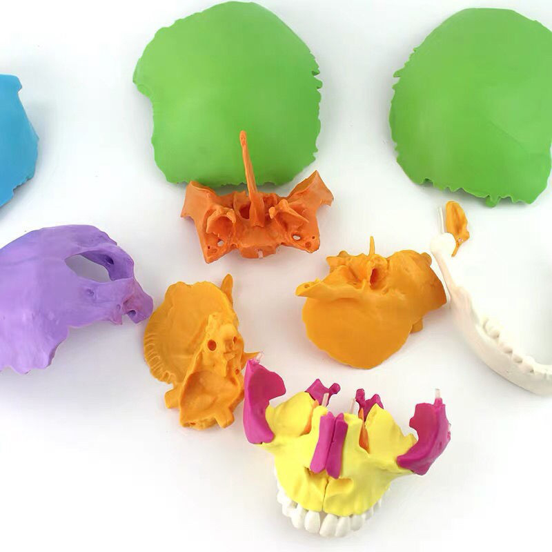 Disarticulated Human cranial 22 Parts cranial Model, Human Exploded cranial Model Adult Bone Color Life-Size
