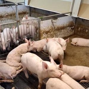 China Hot Galvanized Livestock Farm Weaning Cage Stainless Steel 304 wholesale