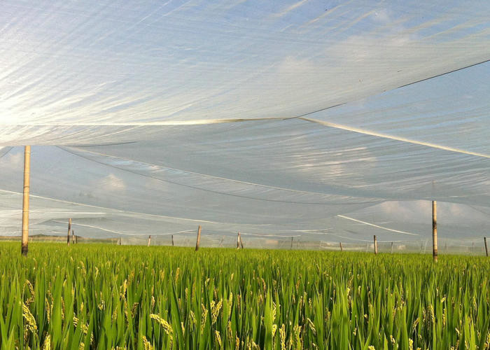 HDPE UV Plastic Greenhouse Cover Material 40/50/60mesh Resistance Greenhouse Insect Net For Vegetable