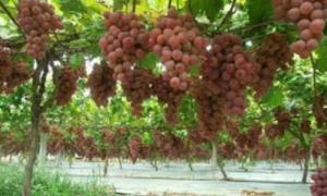 China Reflective Metalized PE Film Apples Grapes Biodegradable Shrink Film wholesale