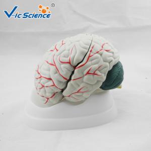China Advance Medical Human Brain Anatomy 3d Model For Teaching VIC-304A wholesale