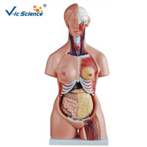 China High Performance 85cm Human Torso Skeleton Unisex Torso 23 Parts VIC-204 wholesale