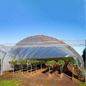 China High Yield Plastic Film Agricultural Greenhouse Grown Strawberries Rain Shelter wholesale