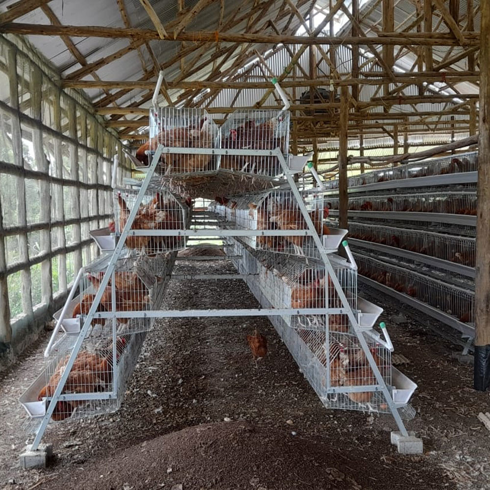 Layer Egg Poultry Battery Chicken Cage Farm House 4 Tiers For Nigeria Africa