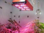 led grow lights review,led grow lights reviews