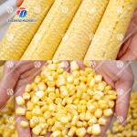 Industrial Stainless Steel Corn Sheller Equipment , Automatic Sweet Corn Seed