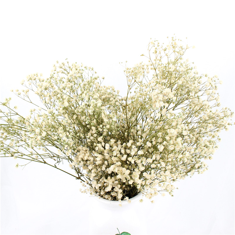 Home Decorations Everlasting Beautiful Dried Flowers Babys breath Preserved
