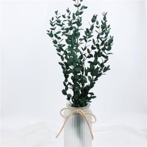 China Artificial Dried Eucalyptus Plant , Preserved Silver Dollar Eucalyptus wholesale