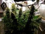 3500k 730nm LED Herb Grow Light For Commercial Growers