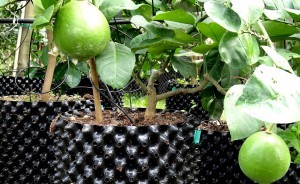 Root Pruning Disposable 15 Gallon 20cm Height With Base