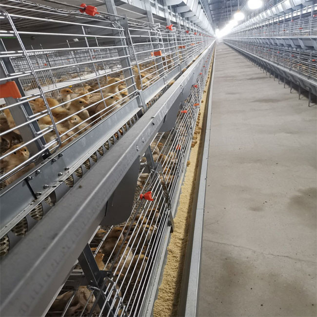 H Type Complete Automatic Broiler Chicken Cage 4 Tiers Good Elasicity