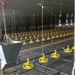 Farm Breeder Houses Male Broiler Chicken Equipment