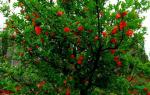 100% organic Punica granatum/pomegranate extract - Ellagic Acid: 40%, 50%, 90%