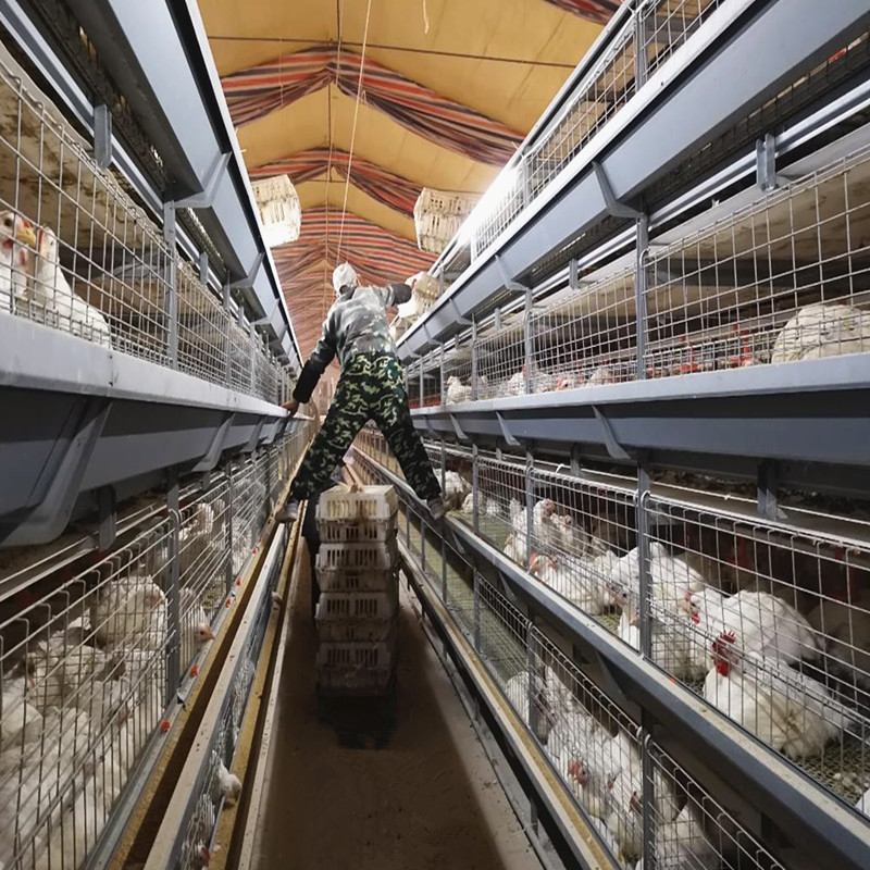H Type Automatic Battery Chicken Cages Poultry Farming Galvanized 4Tiers