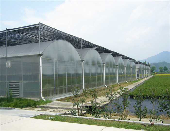 Arched Roof Tomato Plant Greenhouse Span Width 9.6 / 10.8 / 12m Rainfall 140mm/H