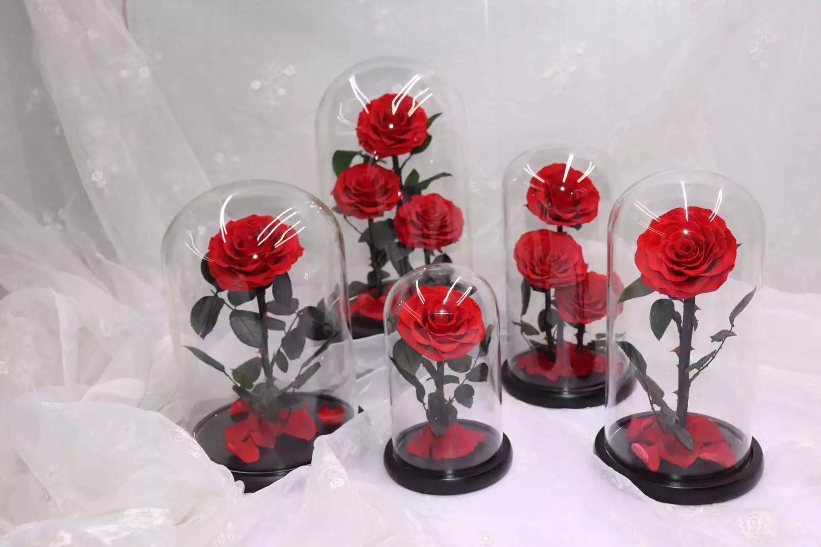 Forever Real Rose Everlasting Flower Preserved Fresh Flower Live Enchanted Rose in Glass Dome Cover with Gift Box rose
