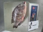 Frozen Tilapia Whole Round Size 100-200