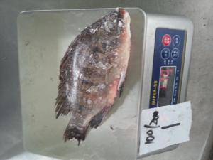 China Frozen Tilapia Whole Round Size 100-200 wholesale