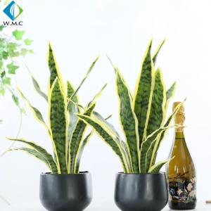 China Green Artificial Potted Plants , Artificial Snake Plant Customized Design wholesale