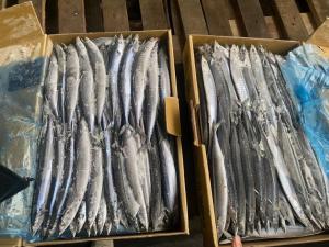 China IFS High Protein #3 BQF Frozen Pacific Saury Fish wholesale