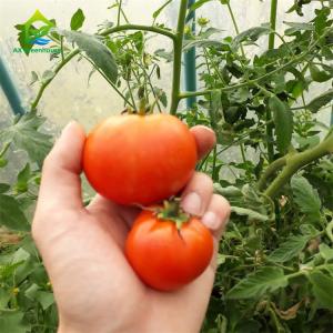 China Balcony NFT Hydroponic System wholesale