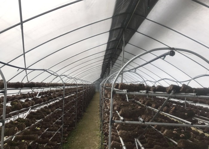 10m double framework mushroom greenhouse with black shade net and shelves outdoor
