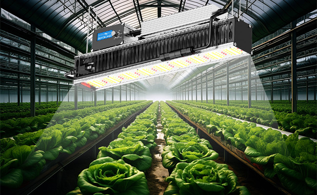 640W LED Toplighting Grow Light High Value High Efficacy Greenhouse Supplemental Lighting HPS Replacement