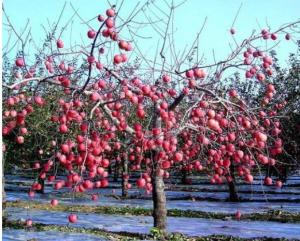 China Apple Tree Greenhouse 12 Micron Agriculture Film Biodegradable wholesale