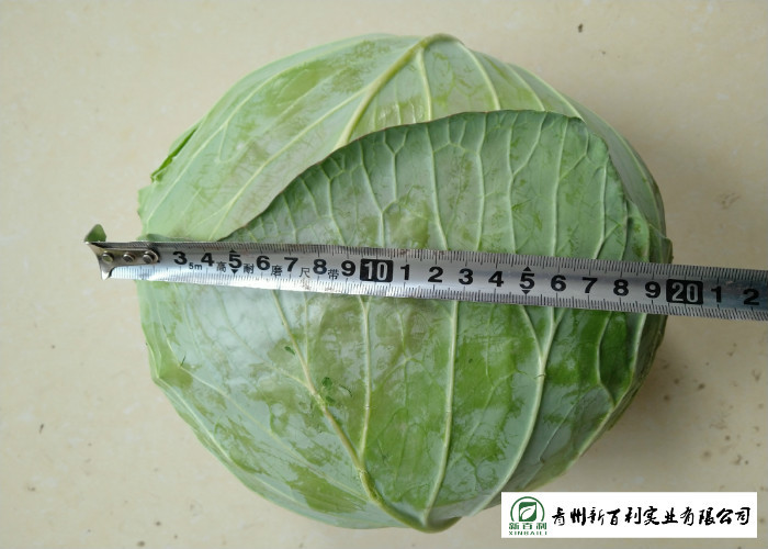 Oval Shape Green Pointed Head Cabbage Lower Blood Pressure 1 - 3 KG / PER