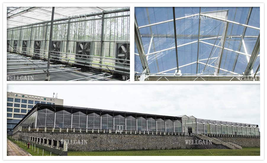 UV Resistant Twin Wall Polycarbonate Greenhouse Modern Farms Greenhouse
