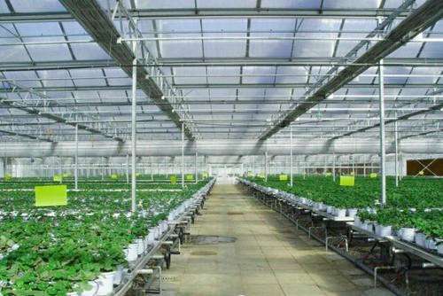 White / Transparent Commercial Outdoor Greenhouse Transmittance Rate >80%