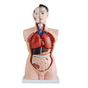 China PVC Medical Training 85cm Human Anatomy Model With 21 Parts wholesale