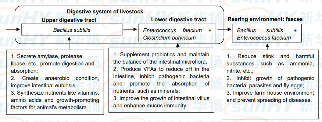 Microbial Probiotics For Cattle Feed