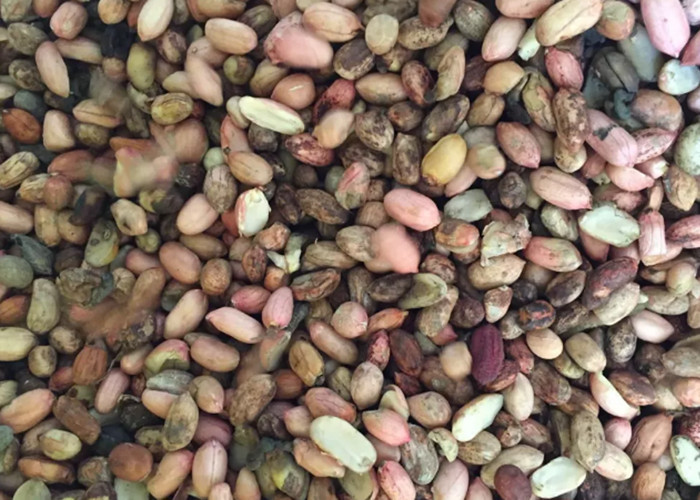 Recyclable 7 Channels Peanut Color Sorter , Cashew Nut Sorting Machine
