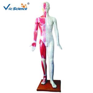 China 178CM Acupuncture Human Body Model wholesale