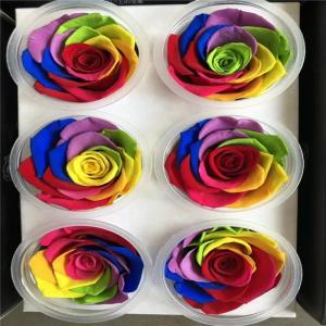 China rainbow rose Eternal real preserved rainbow roses 5-6cm Fresh Stabilized rainbow rose gift wholesale