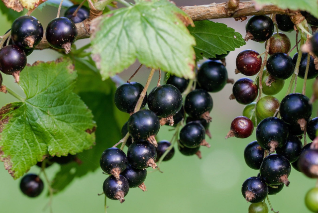 High Quality Blackcurrant Flavor For Toothpaste Making Free Sample