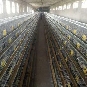 China 9.5mm Dia 240 - 576 Quail Cage Electric Galvanized For Breeding Industries wholesale